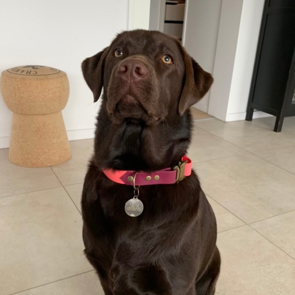 Hundehalsbånd